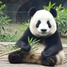 九千少男的梦 用户头像